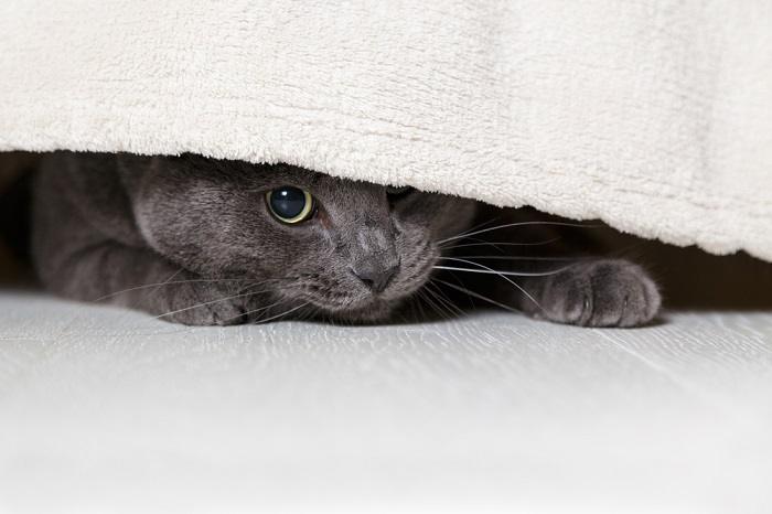 cat hiding under a blanket