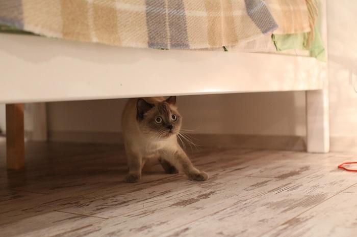 scared cat hiding under a bed