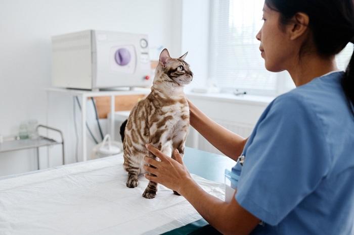 An image depicting a cat undergoing a veterinary checkup. The scene highlights responsible pet care, emphasizing the significance of regular health examinations to ensure the cat's well-being and address any potential health concerns.
