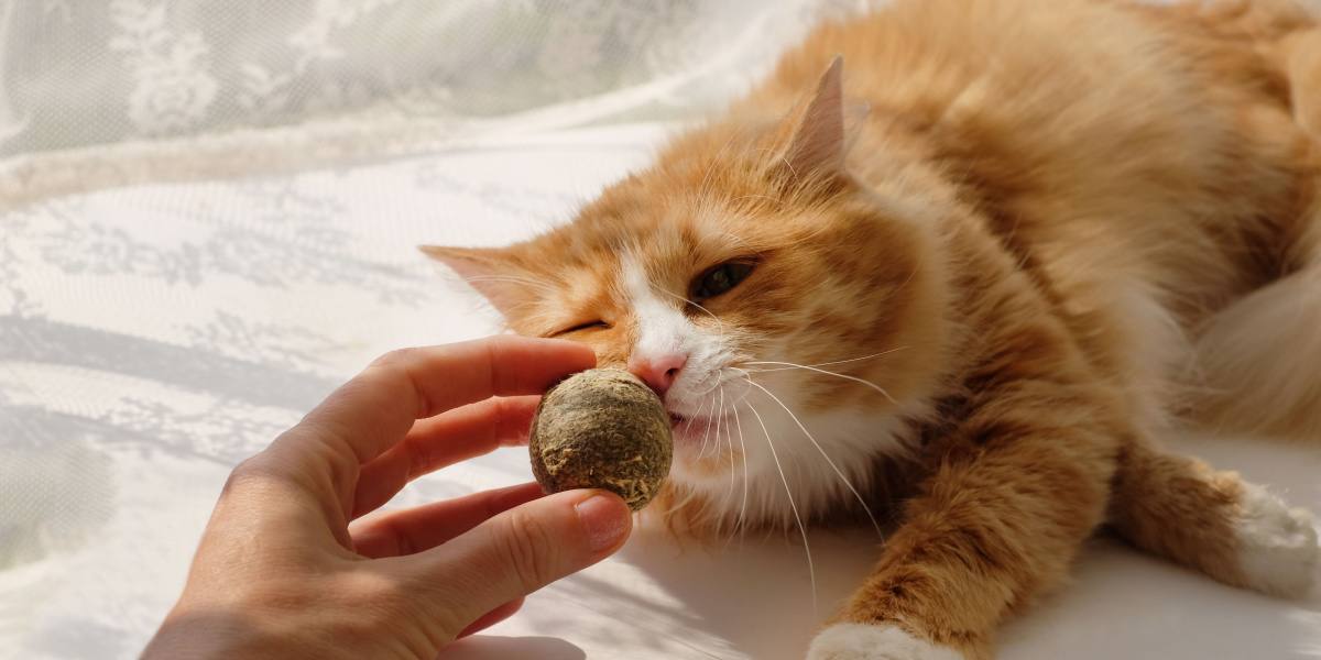 Image of a catnip ball given to cat