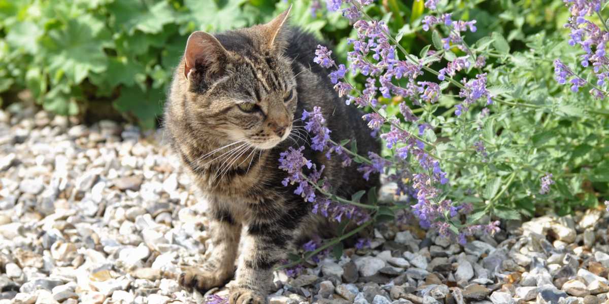 cat standing near catnip plant