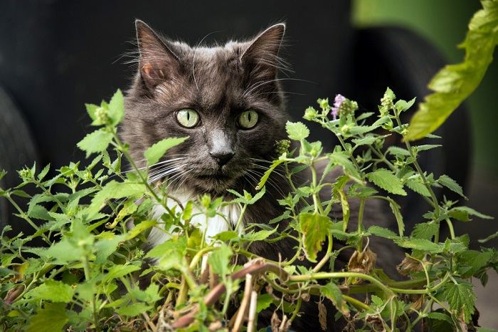 Close-up of a cat engaging with catnip.