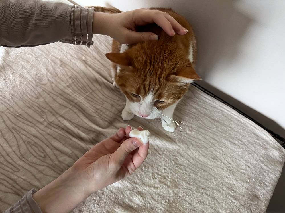 clean your cat’s ears