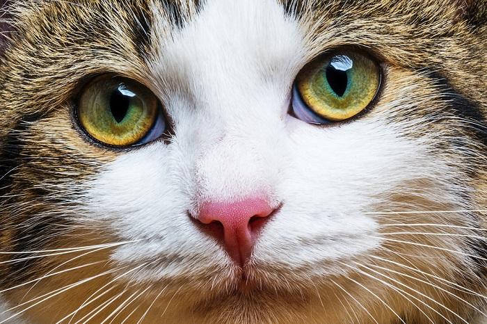 A close-up of a cat's eye, highlighting the intricate details and beauty of feline eyes.