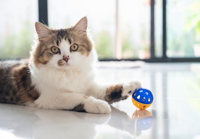mestizo de gato persa jugando con una pelota