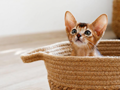 Cute Abyssinian kitten with a playful expression.