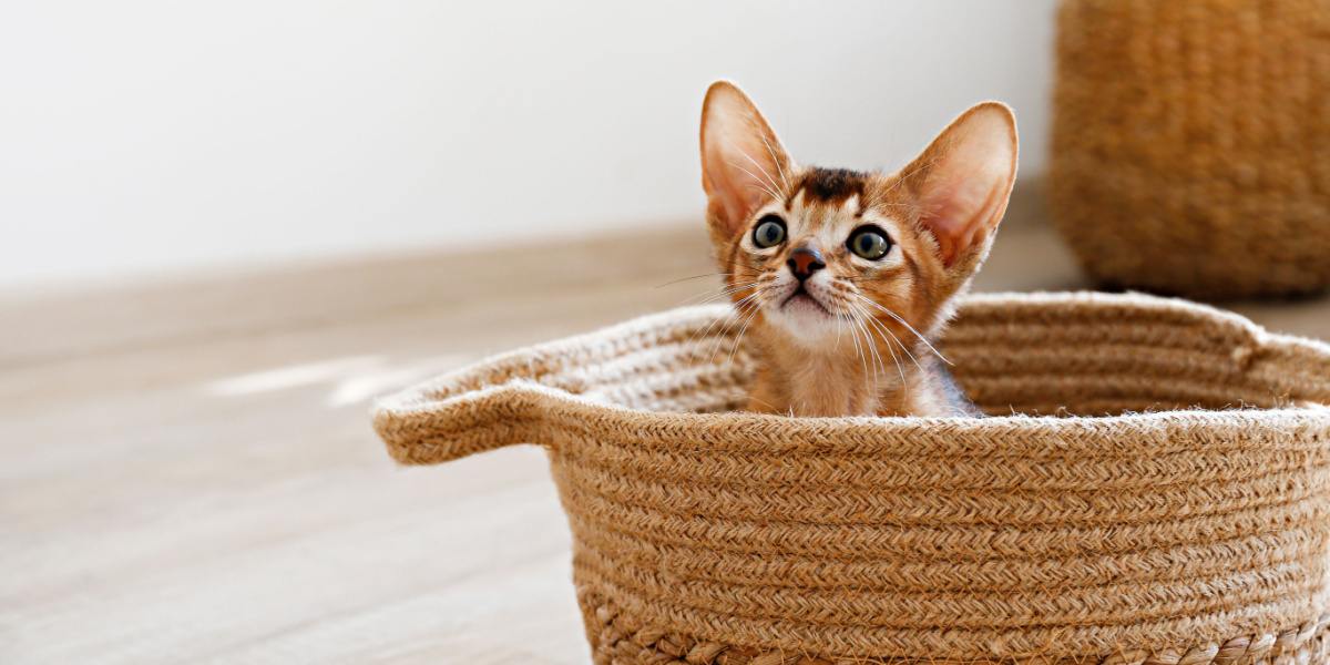 Cute Abyssinian kitten with a playful expression.