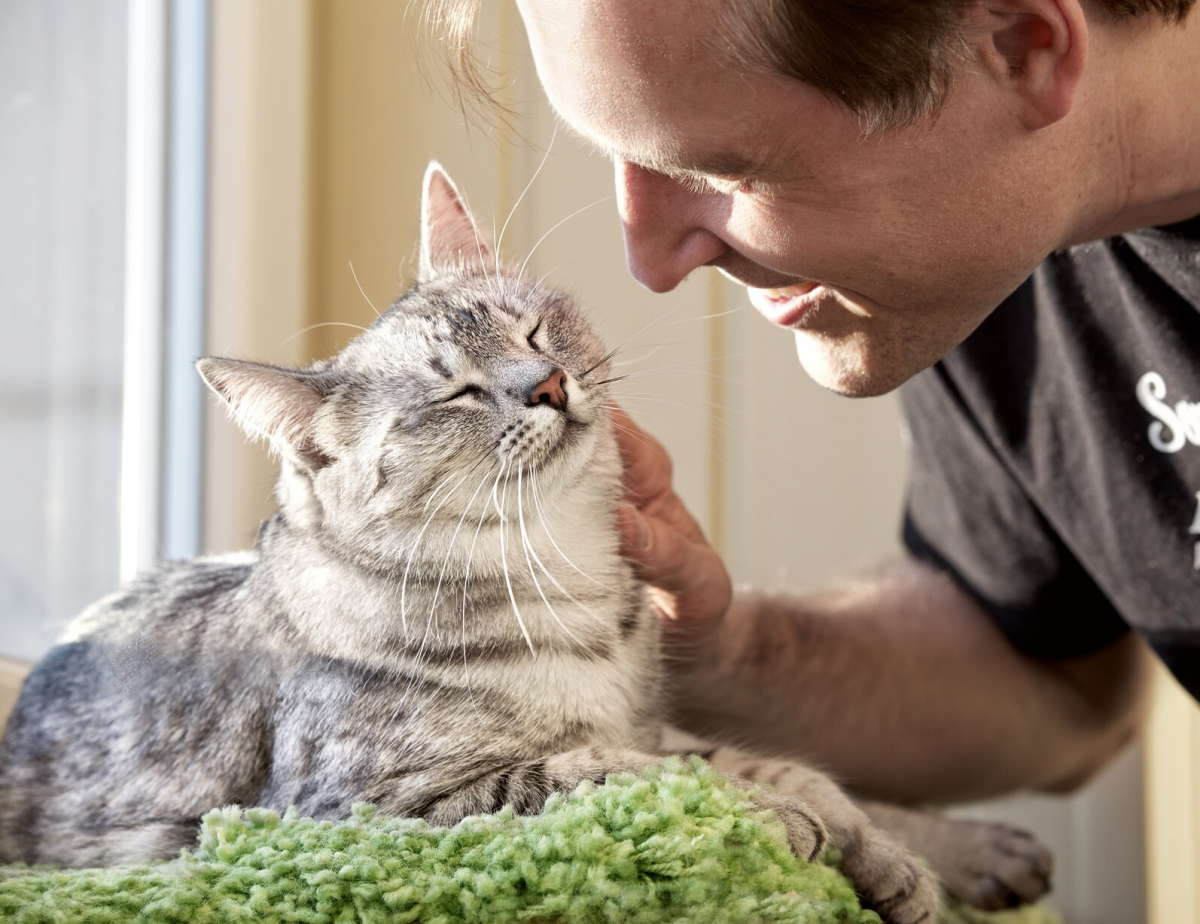 Cats don't like human music — play them this instead