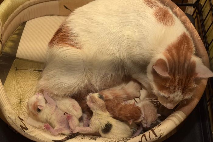 female feline cat give birth