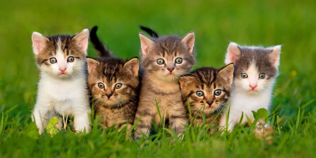 what-is-a-group-of-cats-called-cats