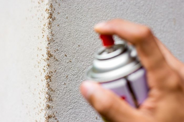 10 Ways To Keep Ants Away From Cat Food - Cats.com
