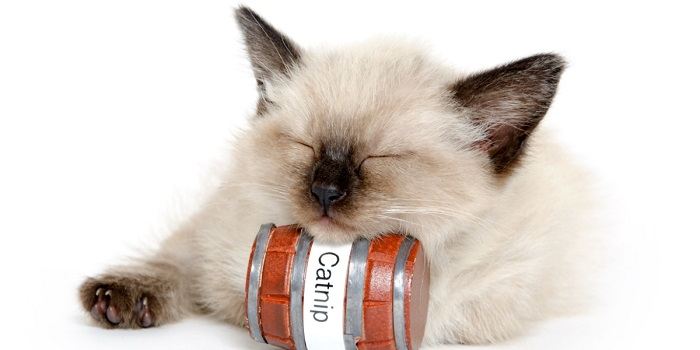 Image featuring a kitten and catnip.