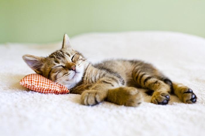 A sleeping kitten, displaying the peaceful and adorable nature of young felines.