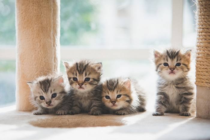 Image of adorable kittens.