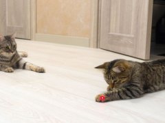 A laser toy engaging a cat, showcasing an interactive playtime activity that stimulates the cat's natural instincts and curiosity.