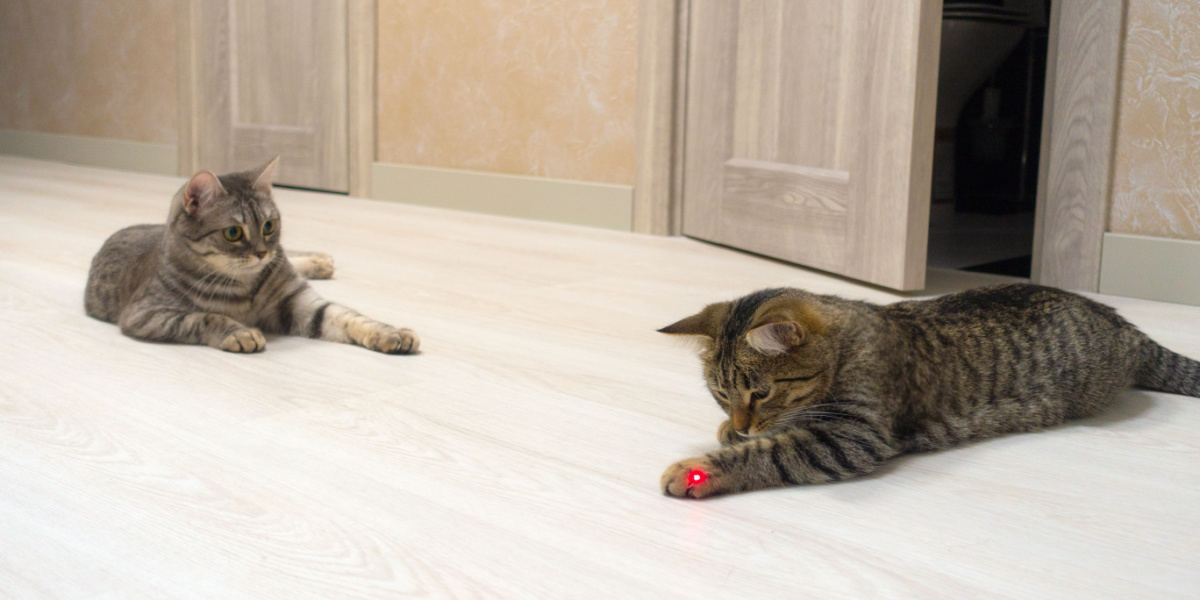 A laser toy engaging a cat, showcasing an interactive playtime activity that stimulates the cat's natural instincts and curiosity.