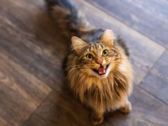 long haired brown tabby cat meowing