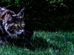 Maine Coon cat at night