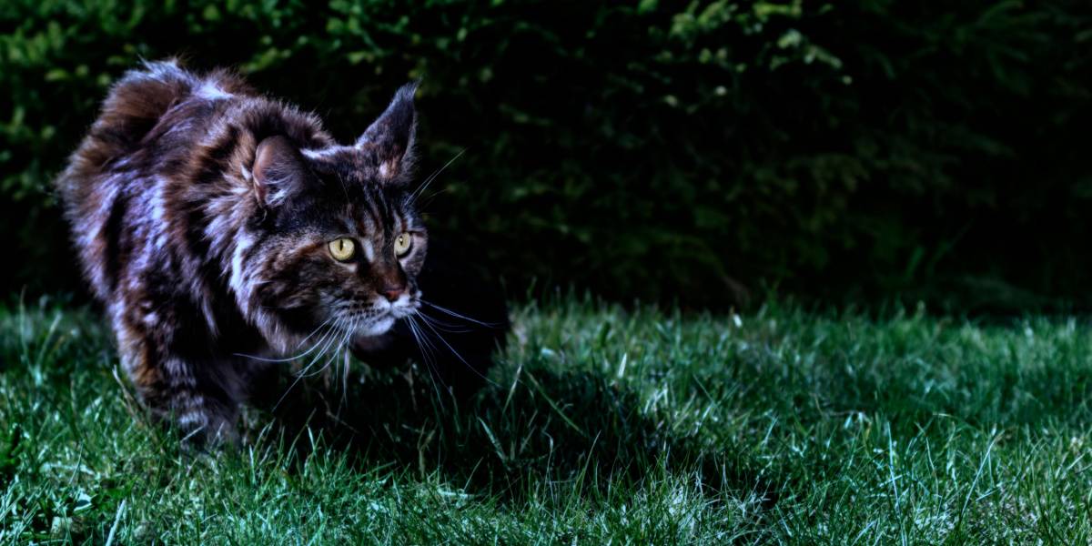 Maine Coon cat at night