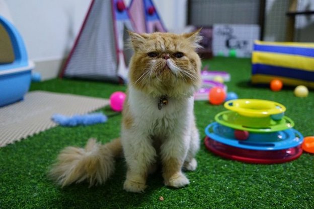 Overstimulated Cat: Signs, Symptoms & How to Help - Cats.com - Reducing Cat Overstimulation