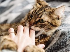 An image related to petting aggression in cats, highlighting a behavior issue that some felines may display during petting or handling.