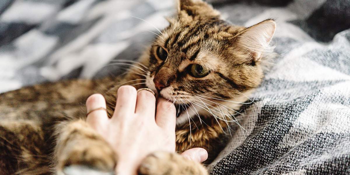 An image related to petting aggression in cats, highlighting a behavior issue that some felines may display during petting or handling.