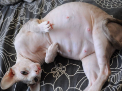 A pregnant Sphinx cat, showcasing the unique appearance of this breed during pregnancy.