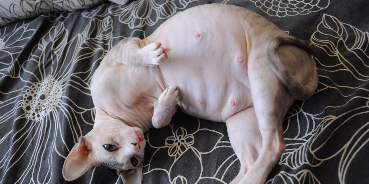 Pregnant Cat Nipples Vs Normal Cat Nipples: How To Tell the Difference? 