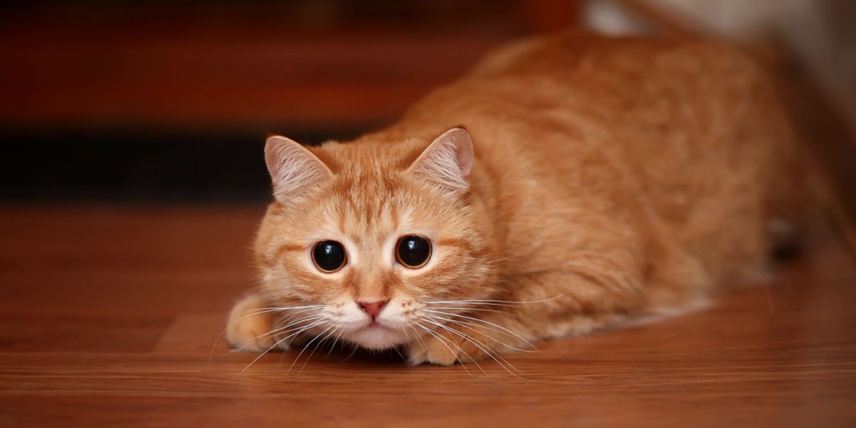 The Cats of Cats Ranked By How Much They Scare Me