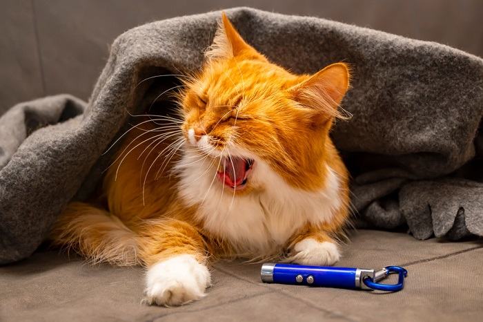 cat yawning near laser points