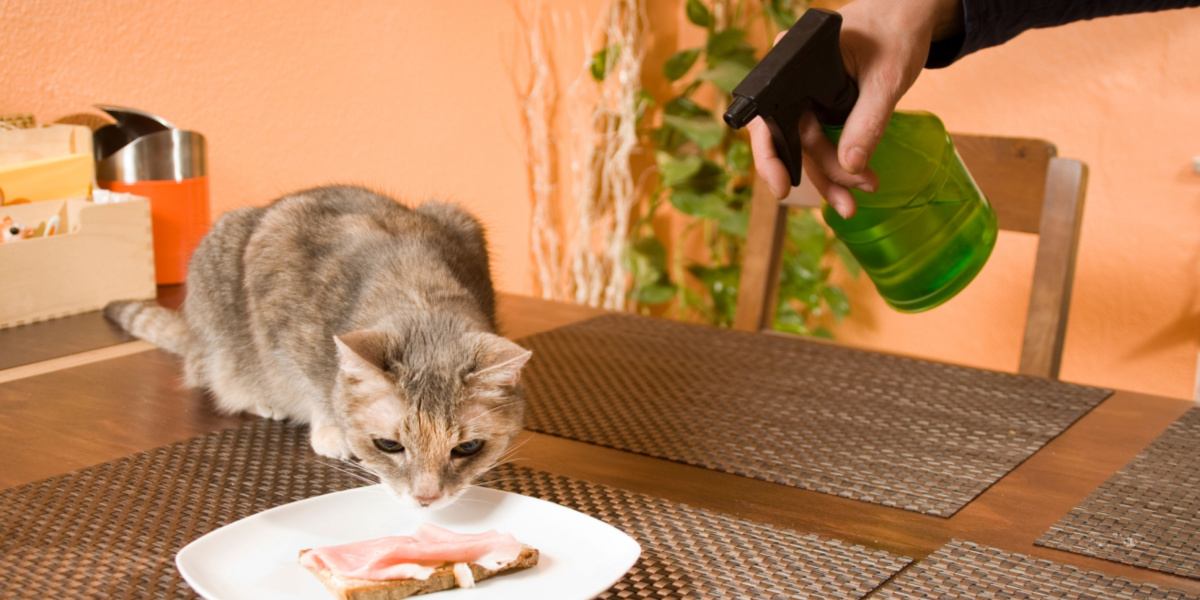 owner spraying cat with water