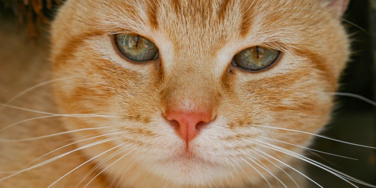 Close-up of a tabby cat's nose.