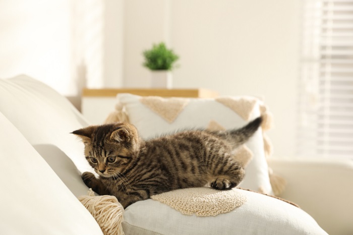  tabby kitten on sofa
