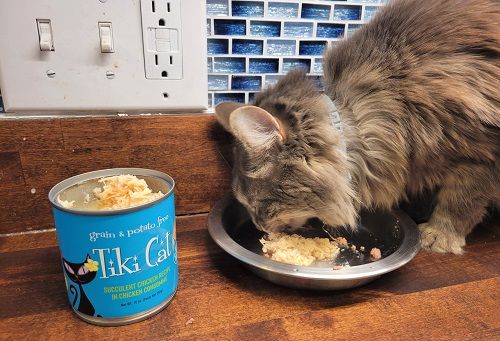 Best Tasting Dry Cat Food For Picky Eaters Hotsell 