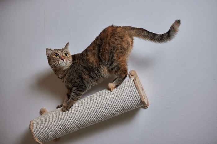 Wall-mounted scratching post for cats.