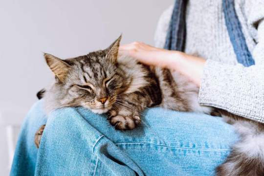 Low Blood Potassium (Hypokalemia) in Cats