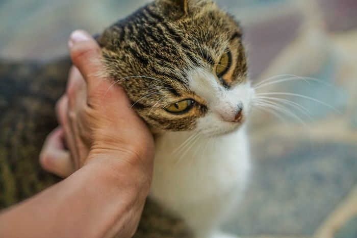 A cat rubs head in hand