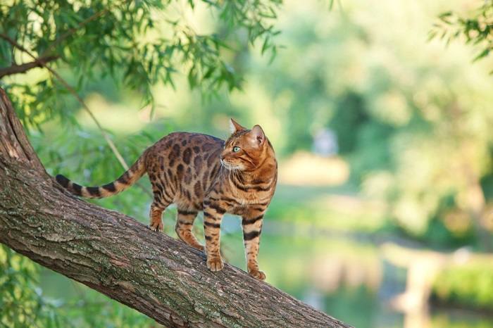 Bengal cat gracefully positioned on a tree branch.