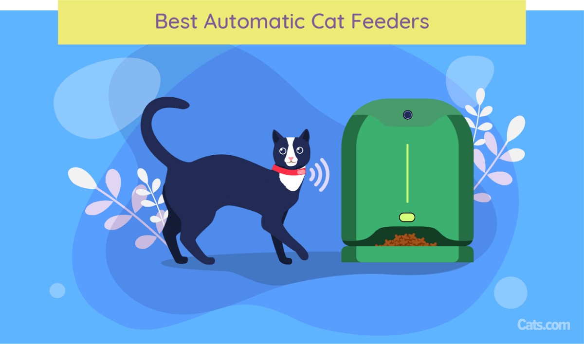 Illustration of Best Automatic Cat Feeders