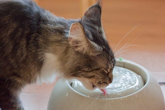 Brown cat drinking water
