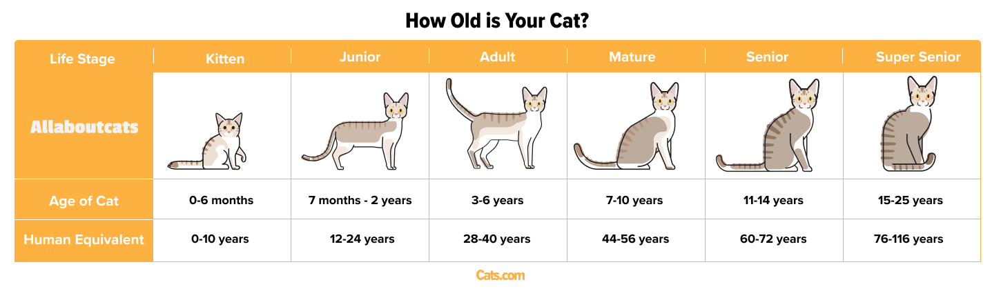 Cat Age Calculator 