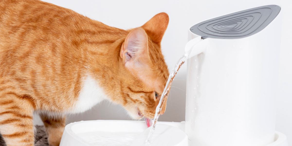 Gato bebiendo agua limpia de un dispensador