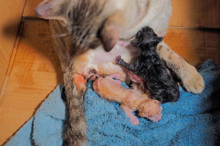 Cat giving birth Kittens
