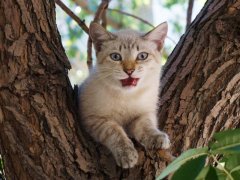 Cat on a tree