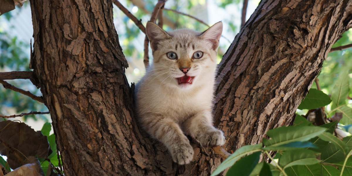 Cat perched on a tree, enjoying an elevated view.