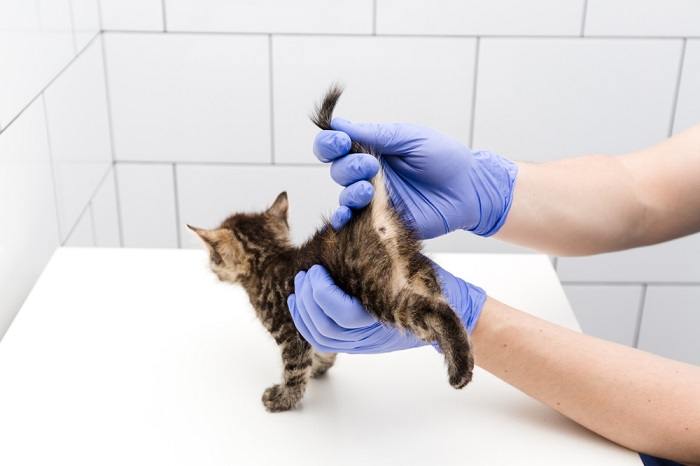 Checkup and treatment of kitten