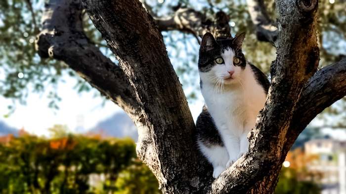Cute cat stuck in a tree