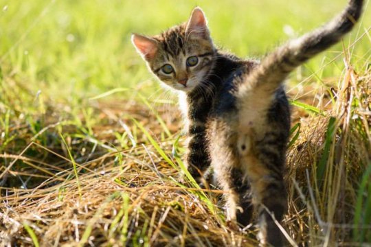 5 Things Your Cat's Butt Can Tell You About Their Health