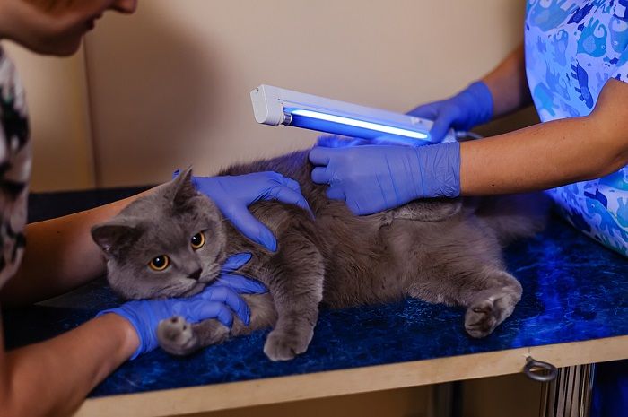 Examen de un gato británico blanco para enfermedades de la piel y hongos bajo una lámpara ultravioleta