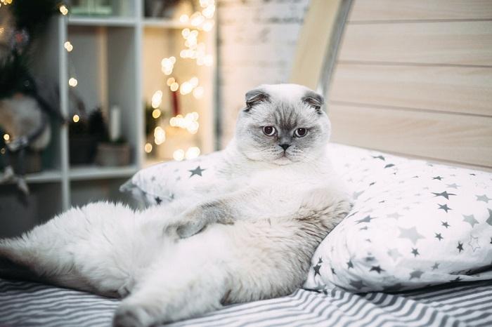 Gran gato escocés blanco yace en la cama